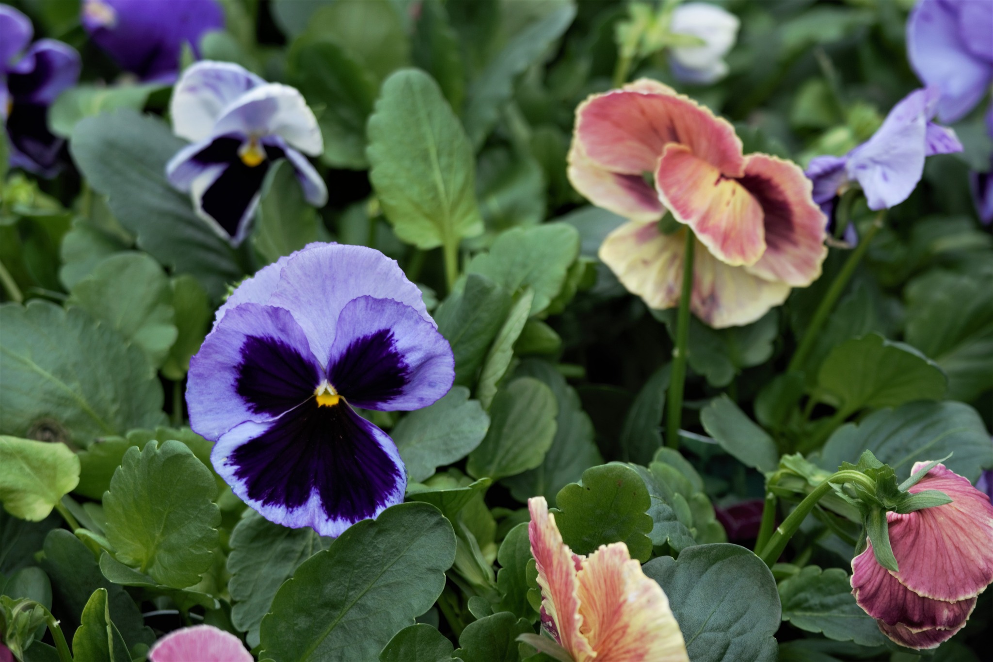 Sunrise Pansy