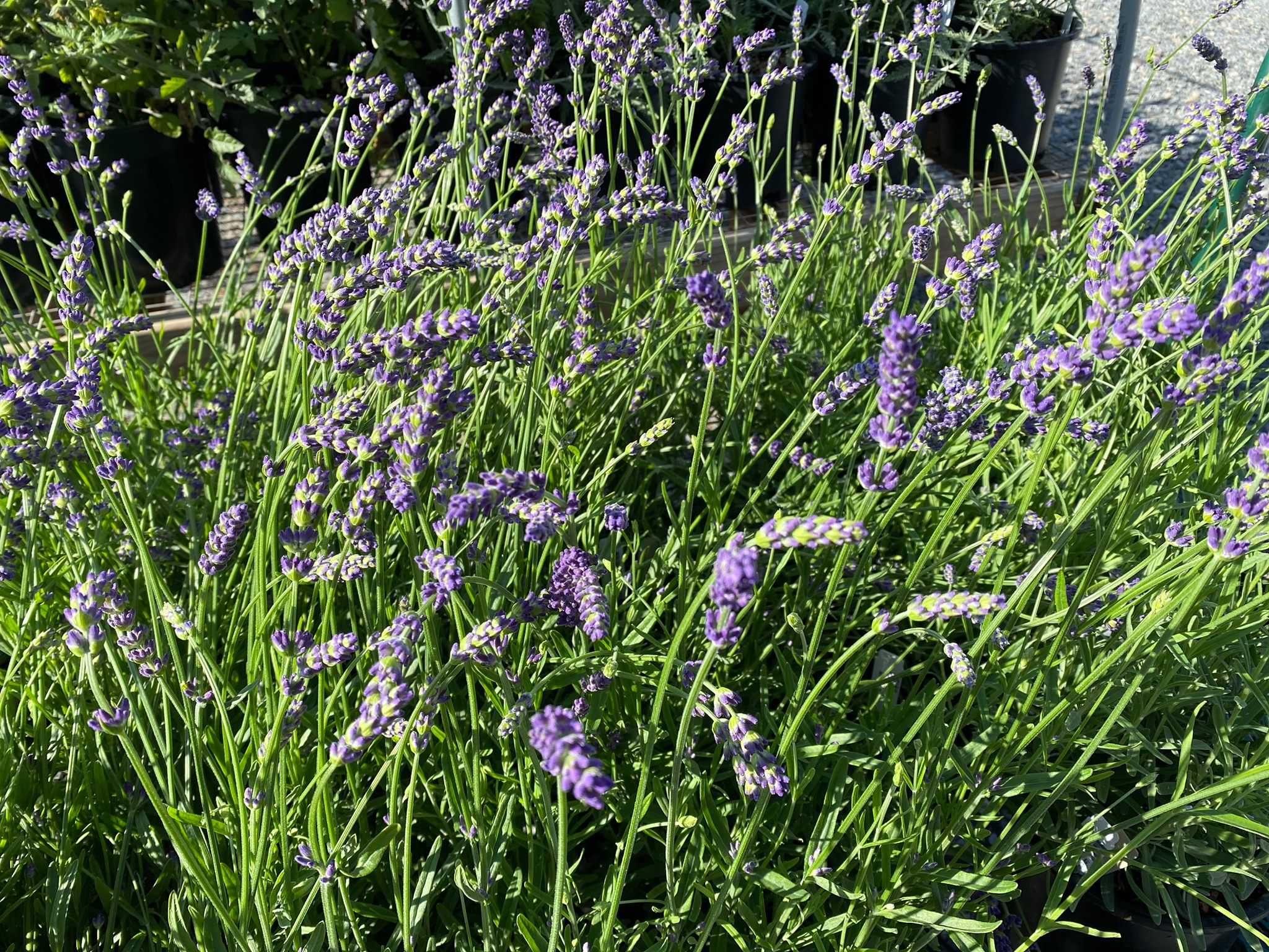 SuperBlue English Lavender