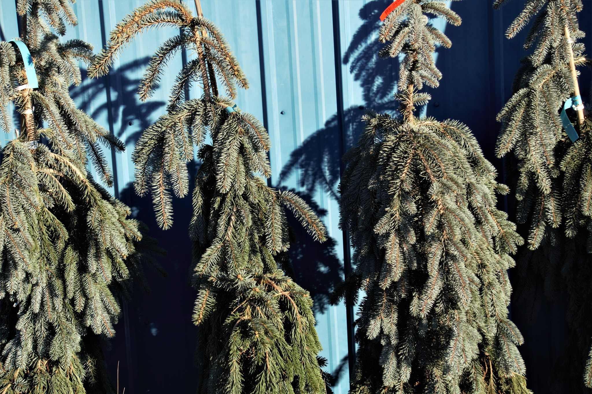 the-blues-weeping-spruce.jpg