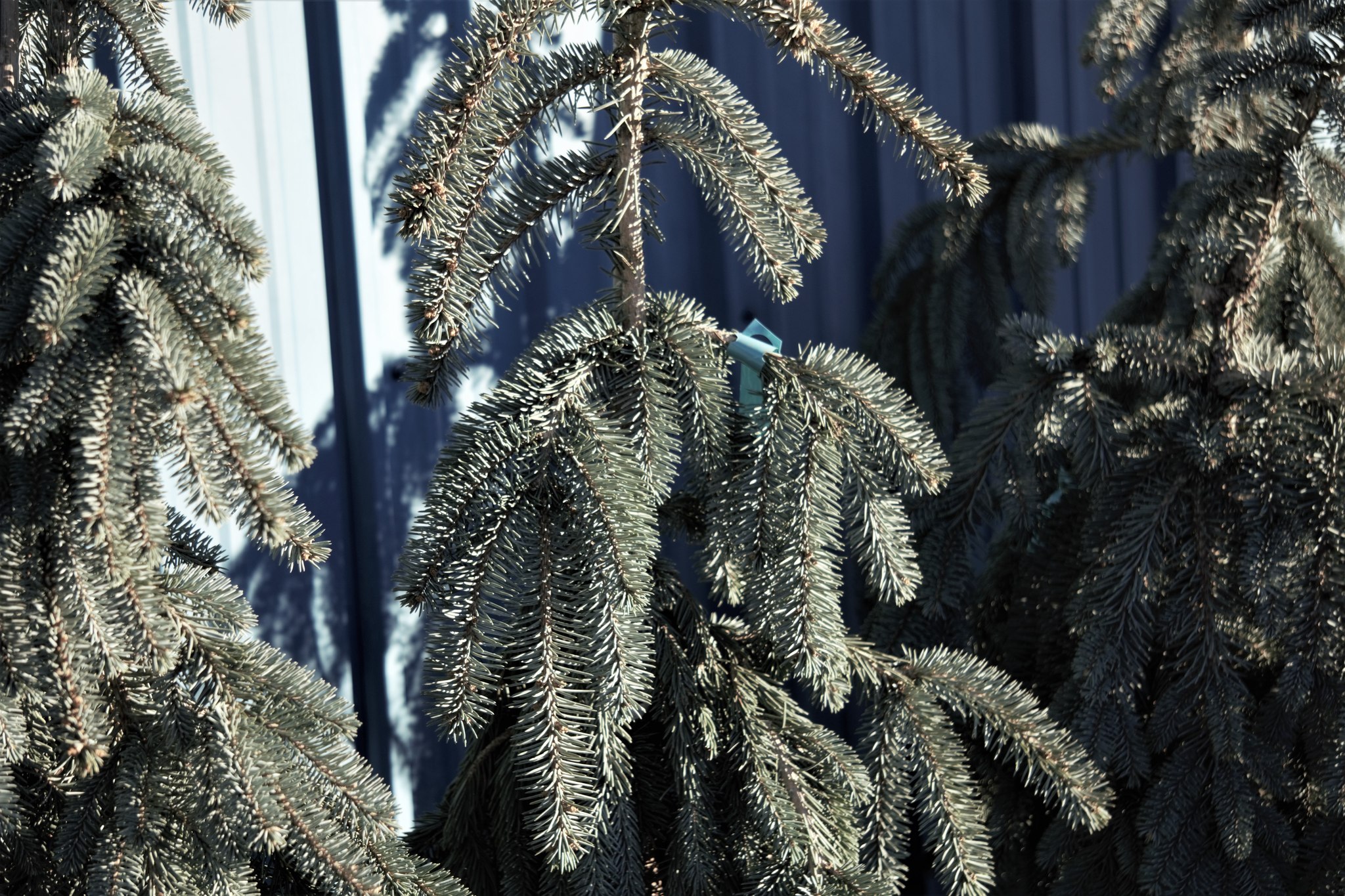 The Blues Weeping Spruce