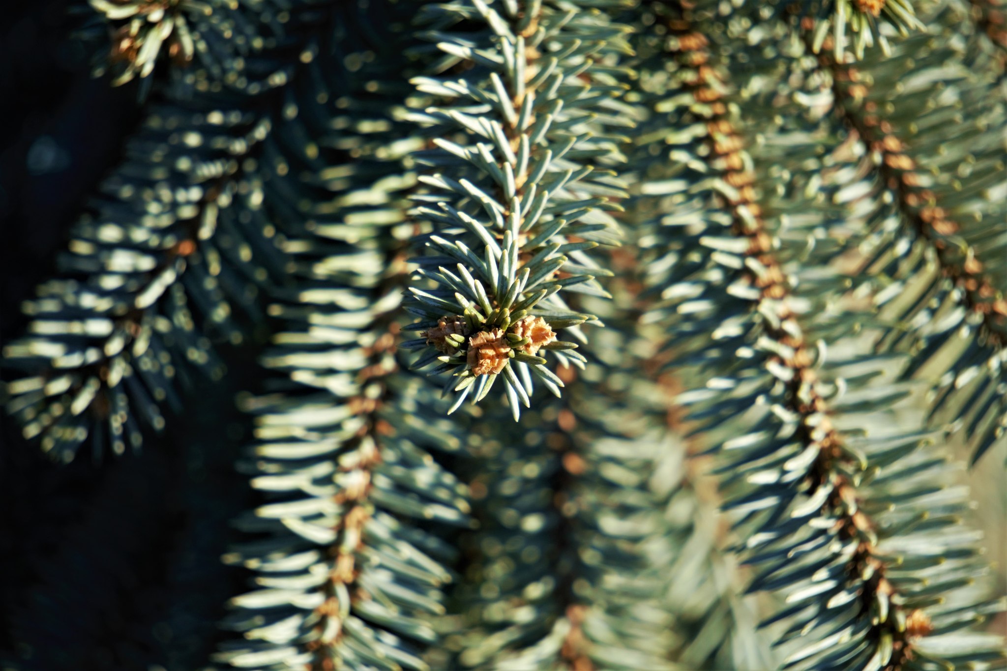 The Blues Weeping Spruce