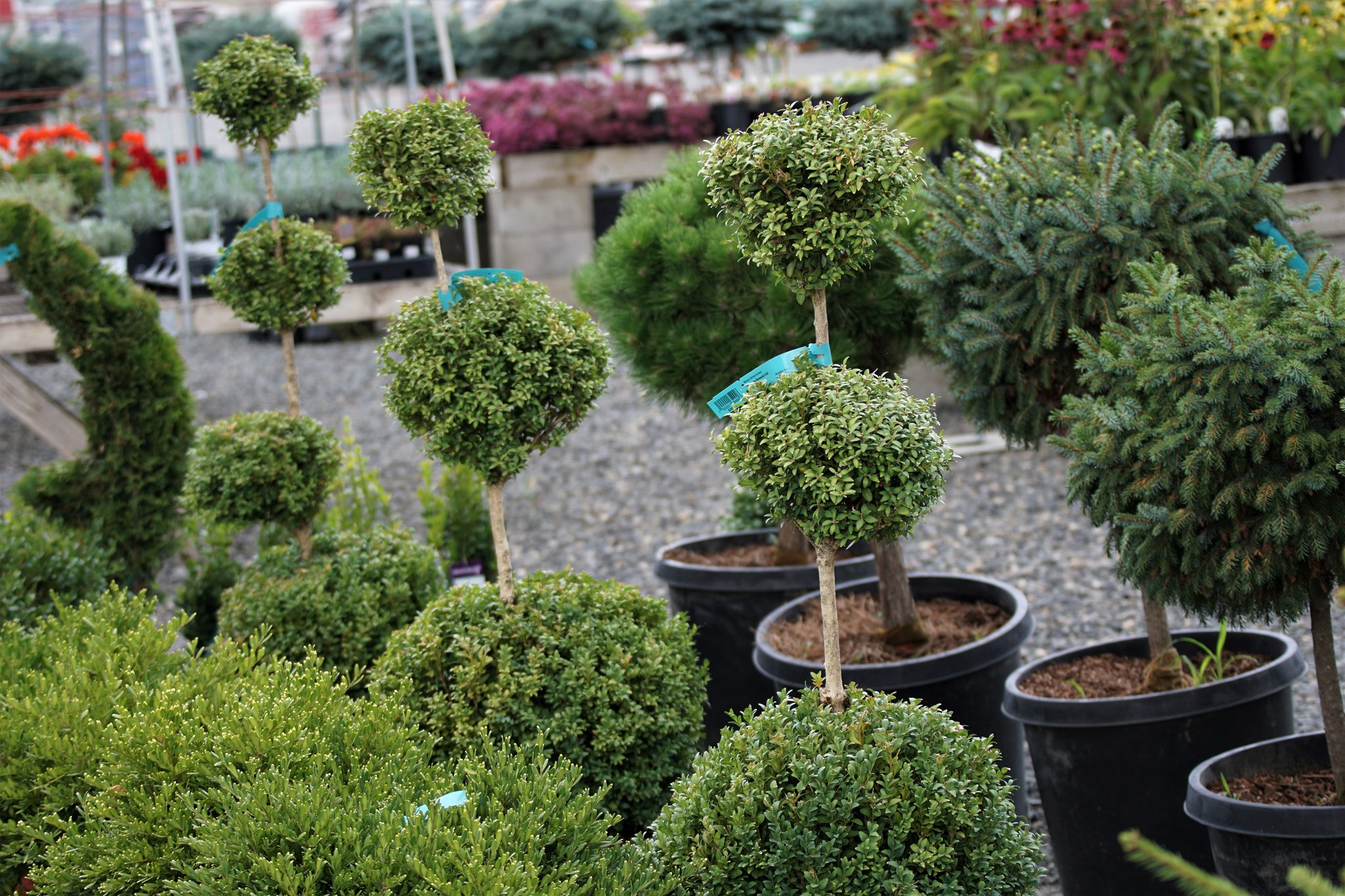 Topiaries