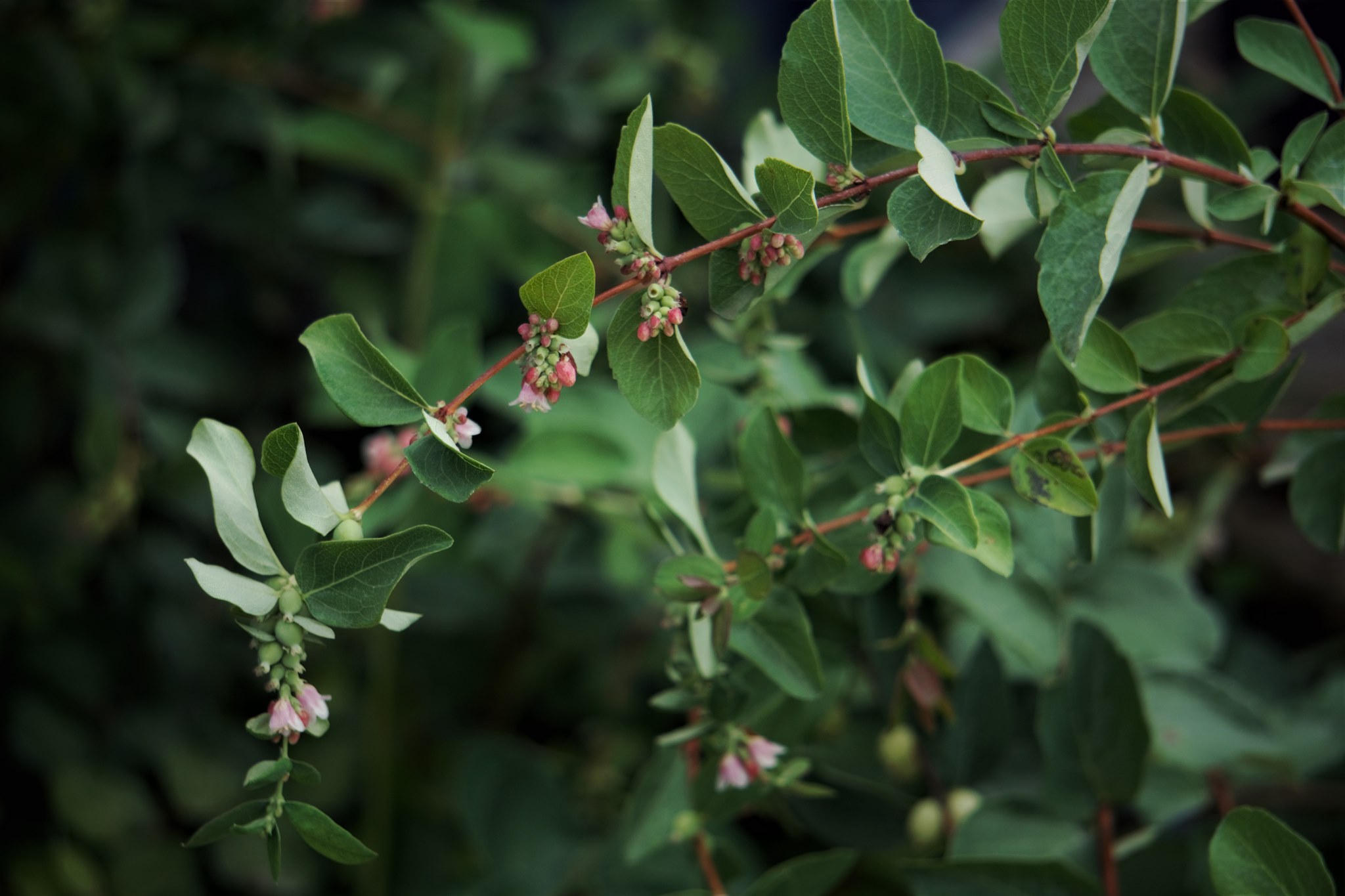 White Snowberry