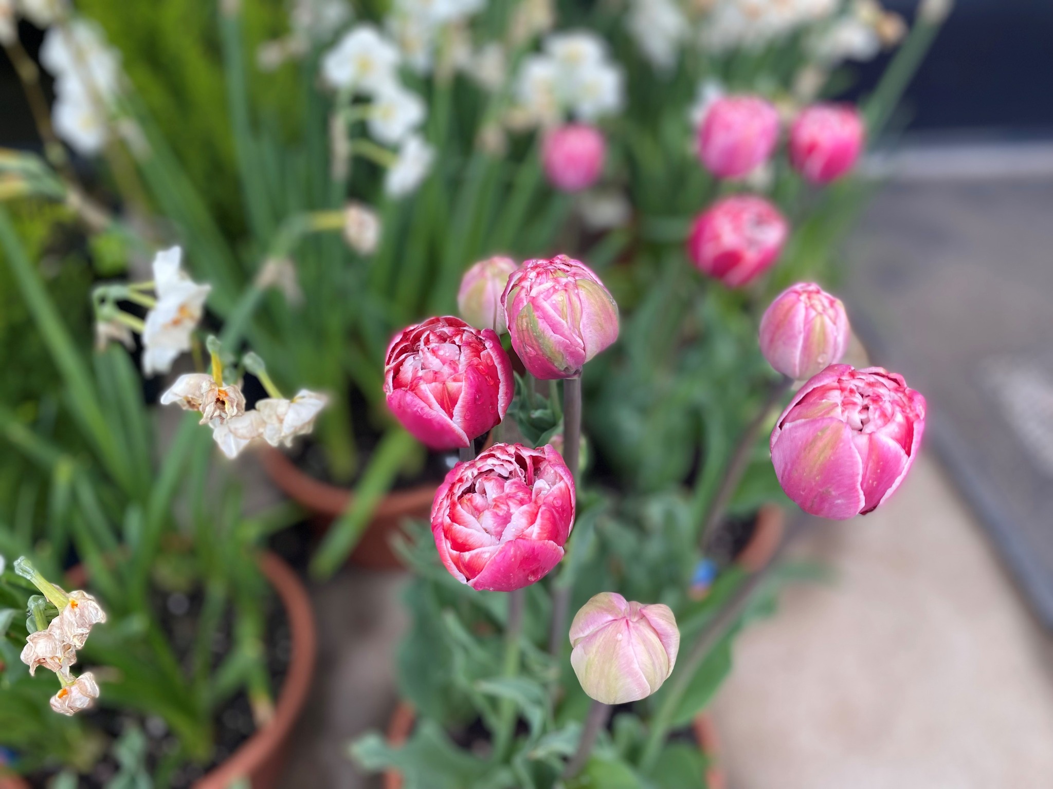 Wooden Shoe Tulips