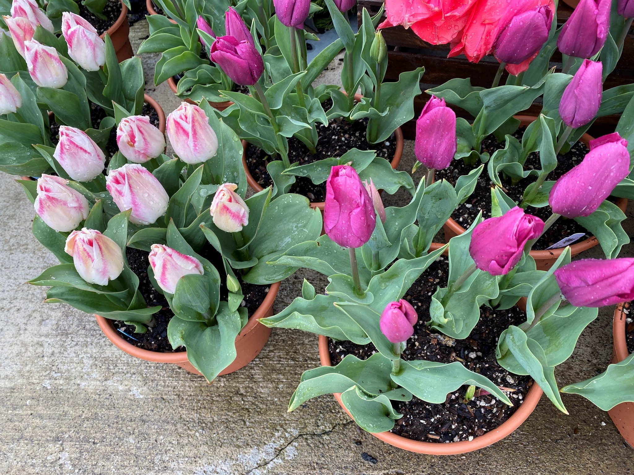 Wooden Shoe Tulips