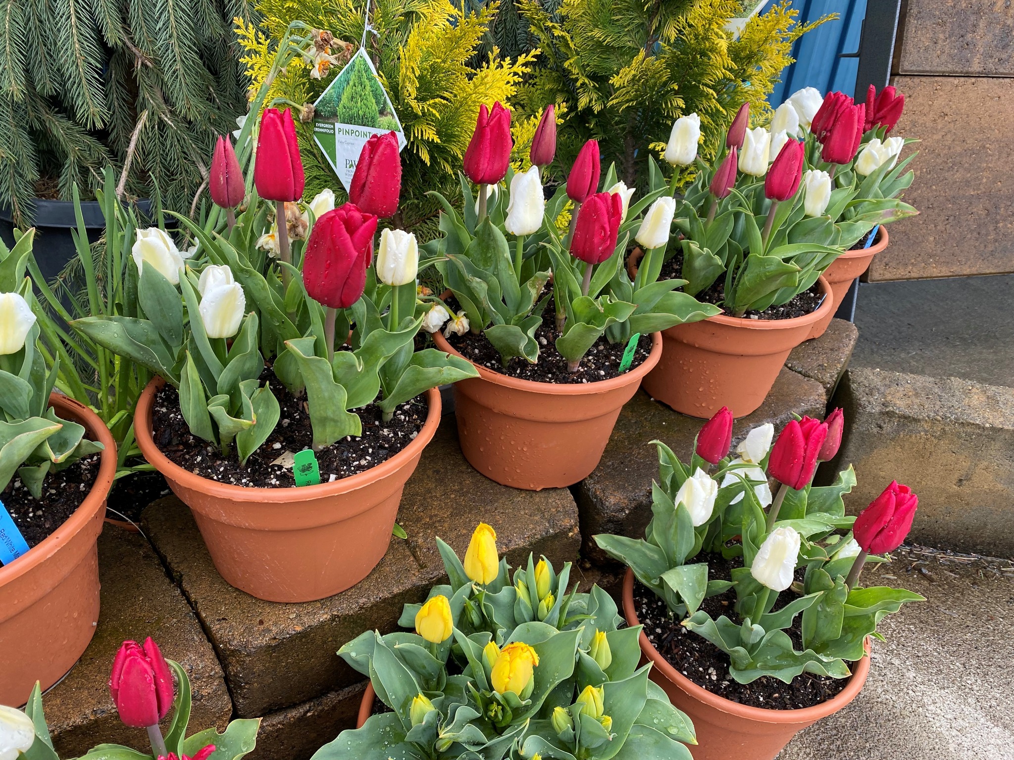 Wooden Shoe Tulips