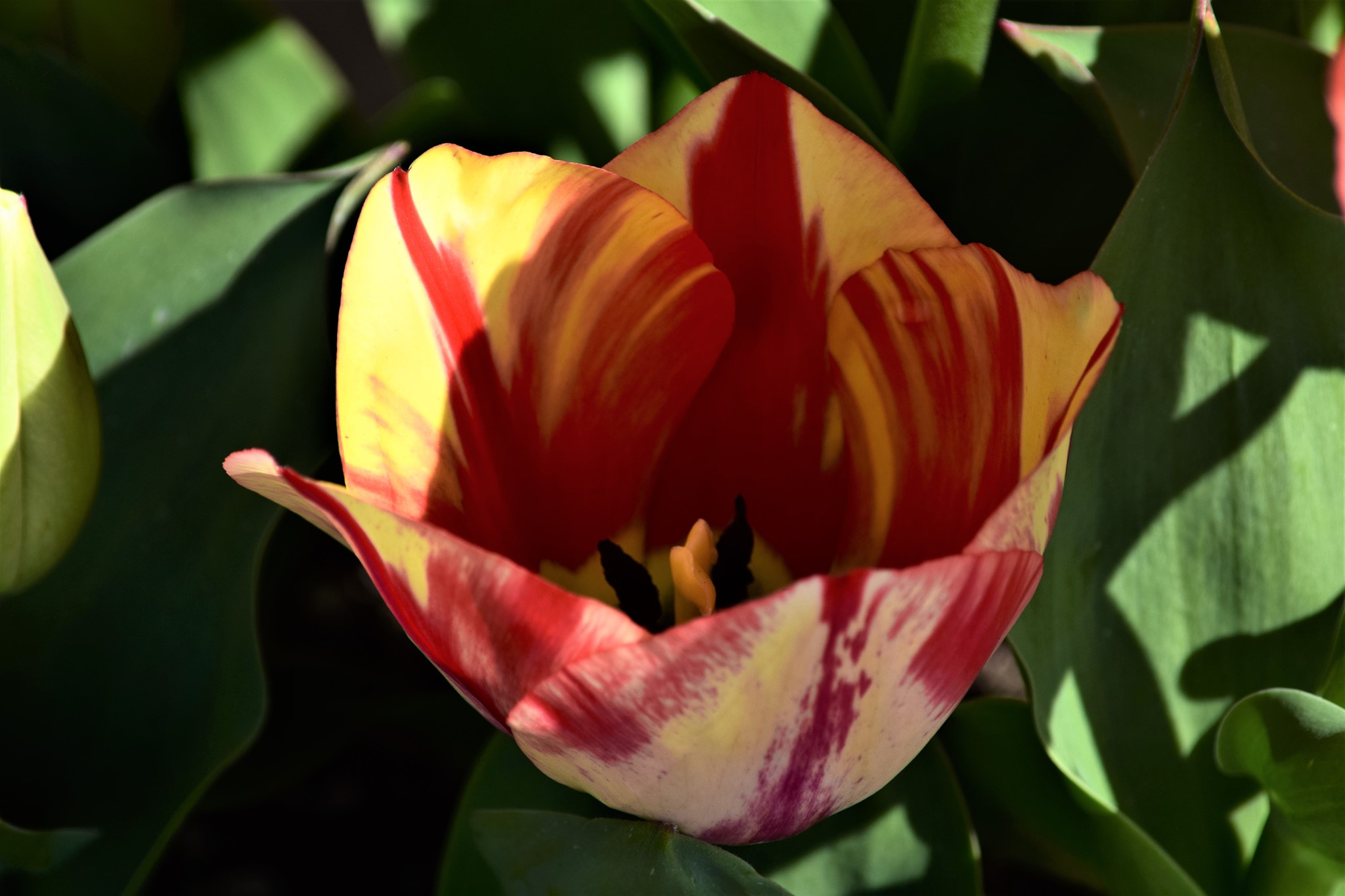 Wooden Shoe Tulips